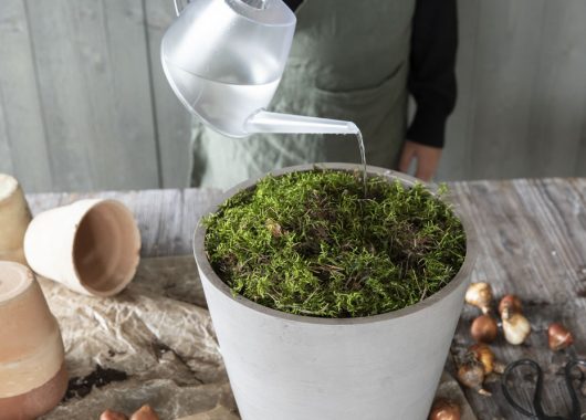 Plante blomsterl&oslash;k