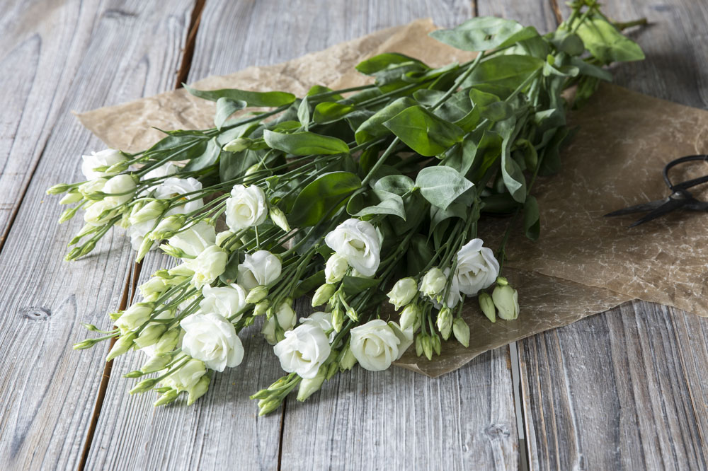 lisianthus