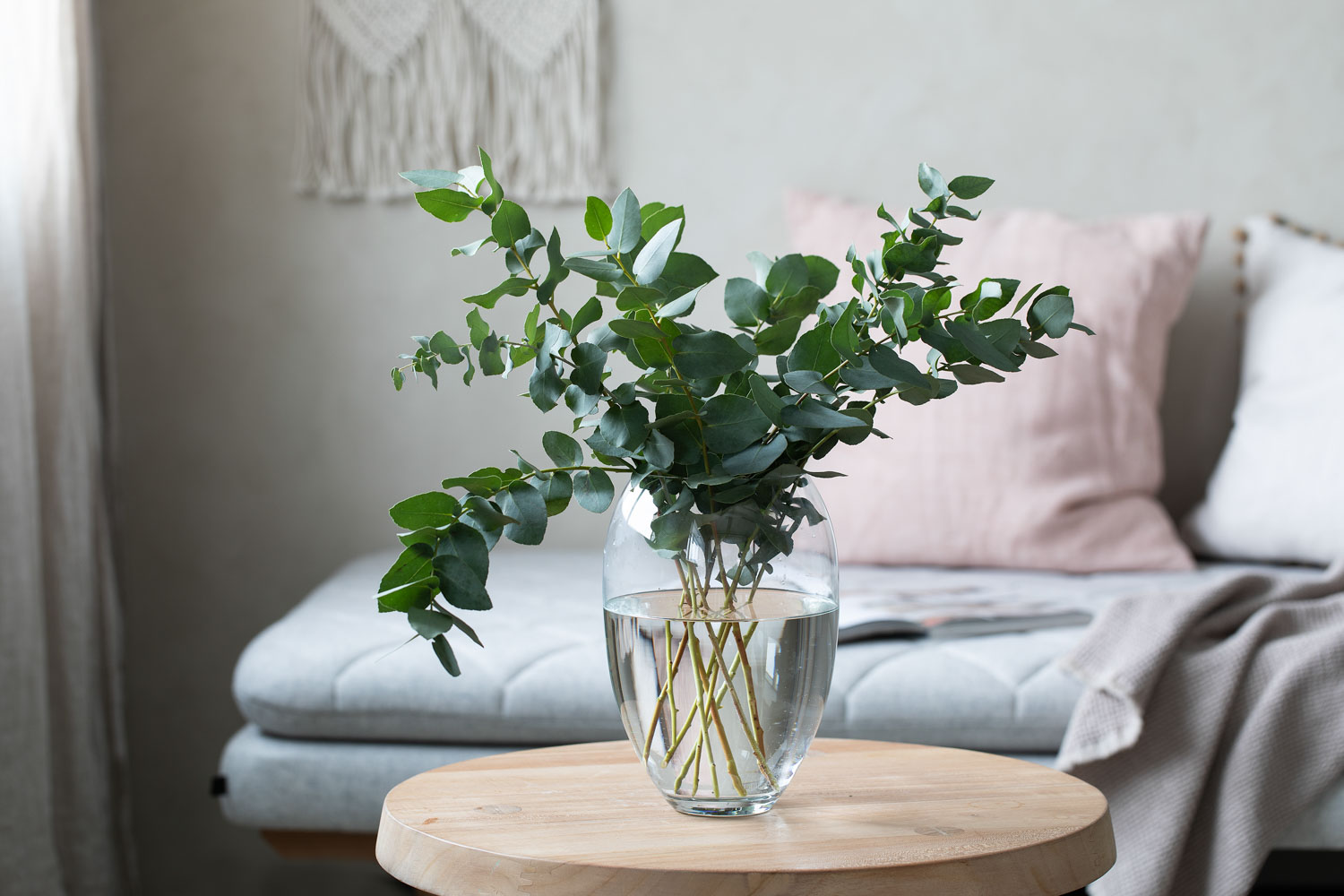 Eucalyptus