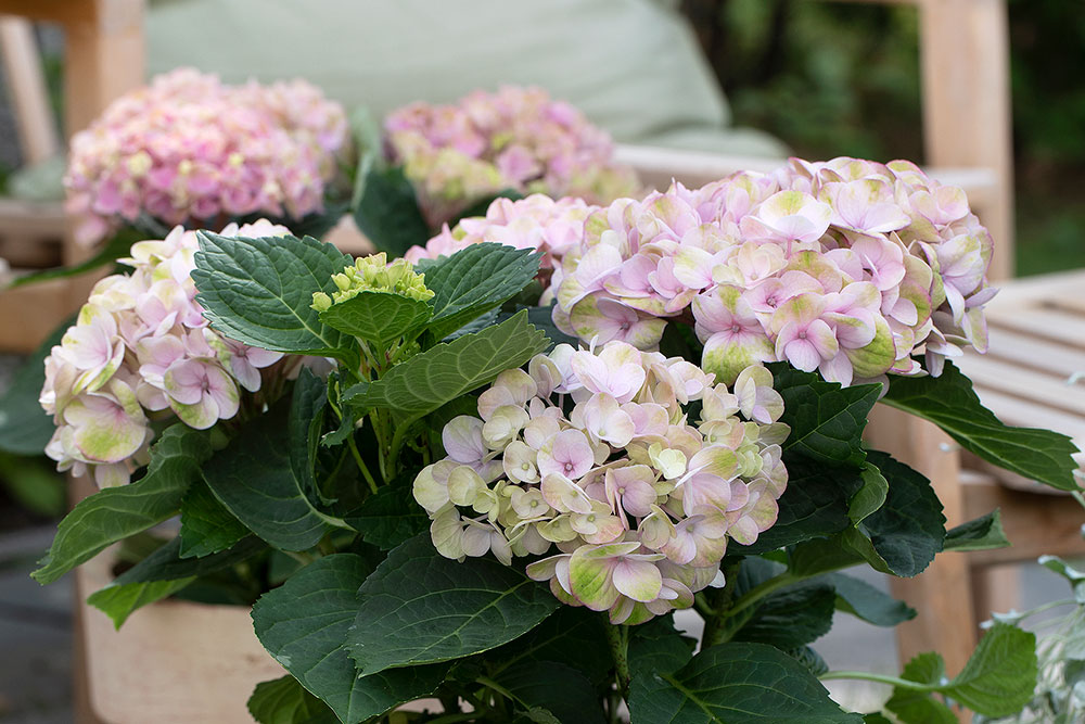 Hortensia magical rosa
