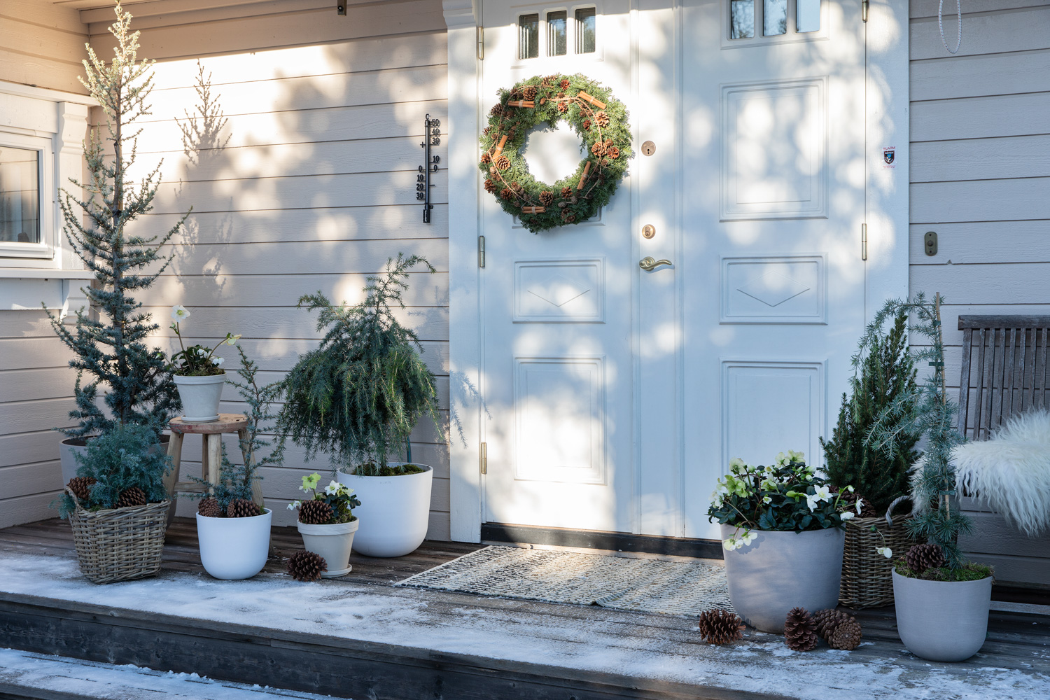 Vintergr&oslash;nne planter ute