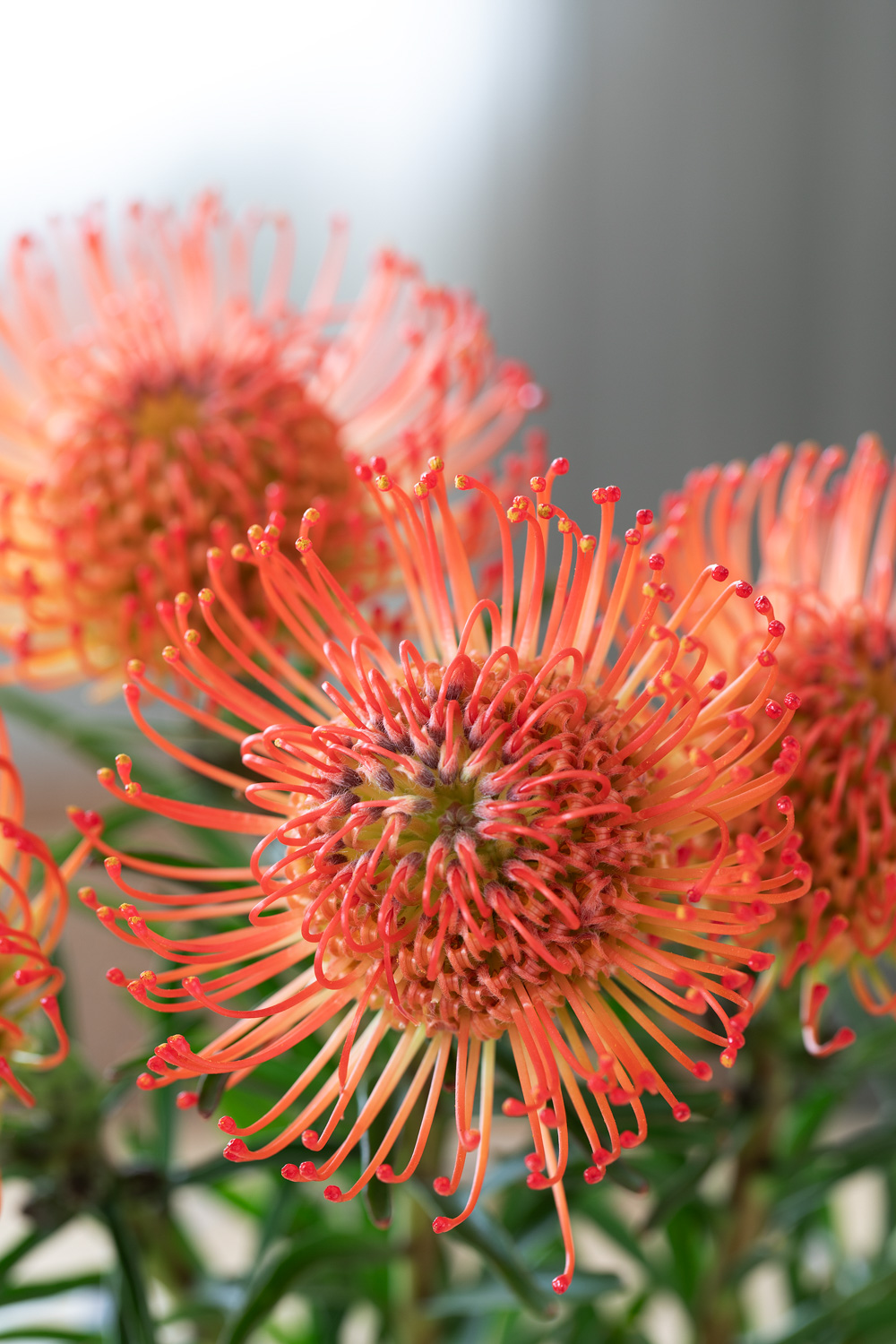 Leucospermum 
