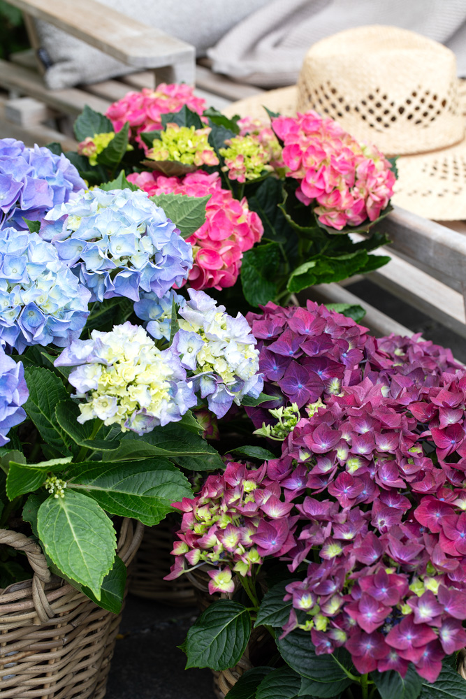 Hortensia