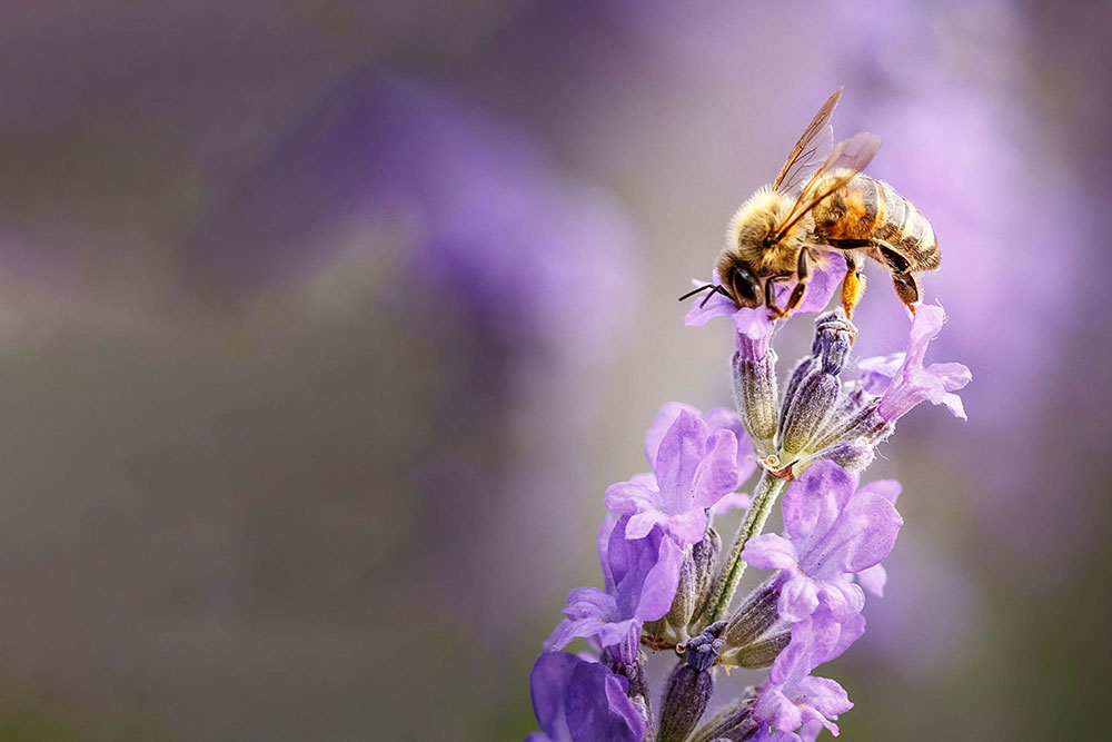 Lavendel er en bievennlig blomst