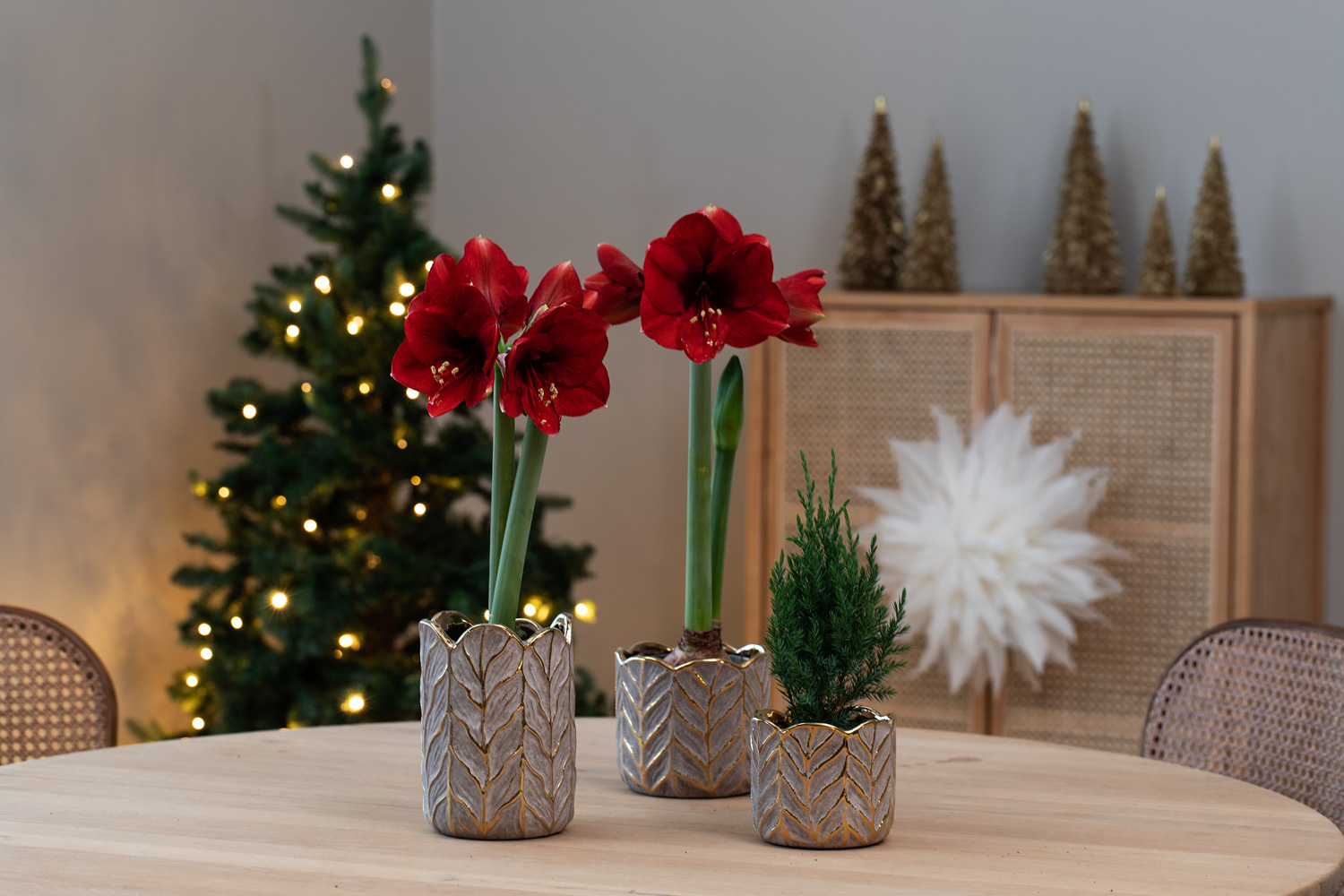 Amaryllis r&oslash;de