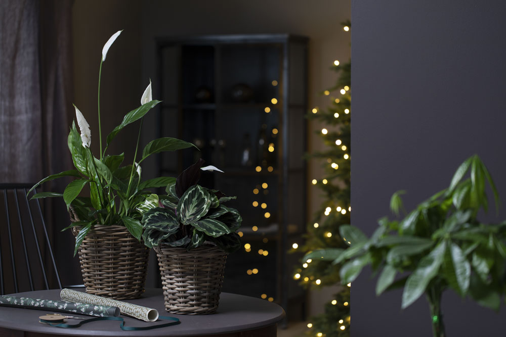 Gr&oslash;nne planter
