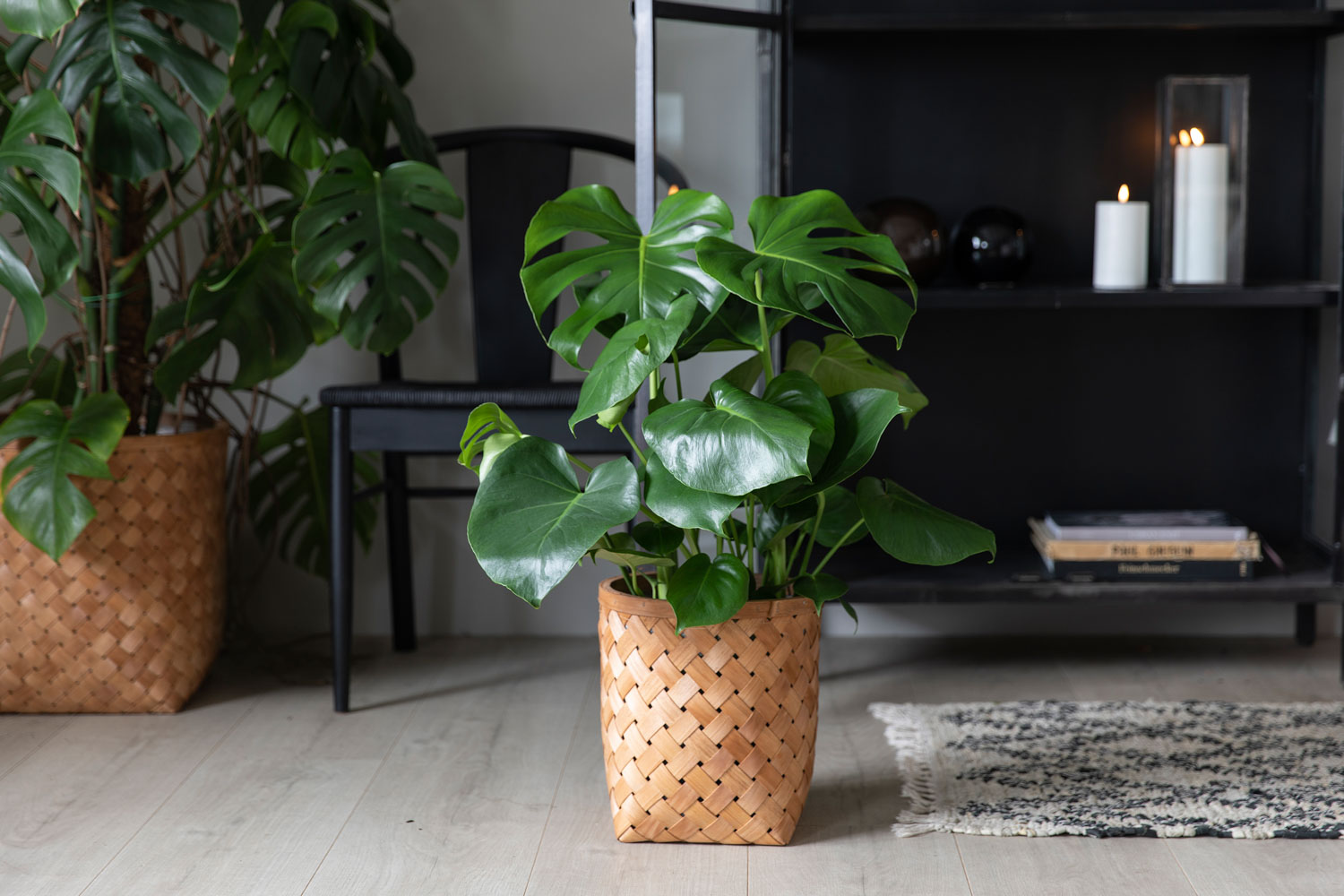 Monstera
