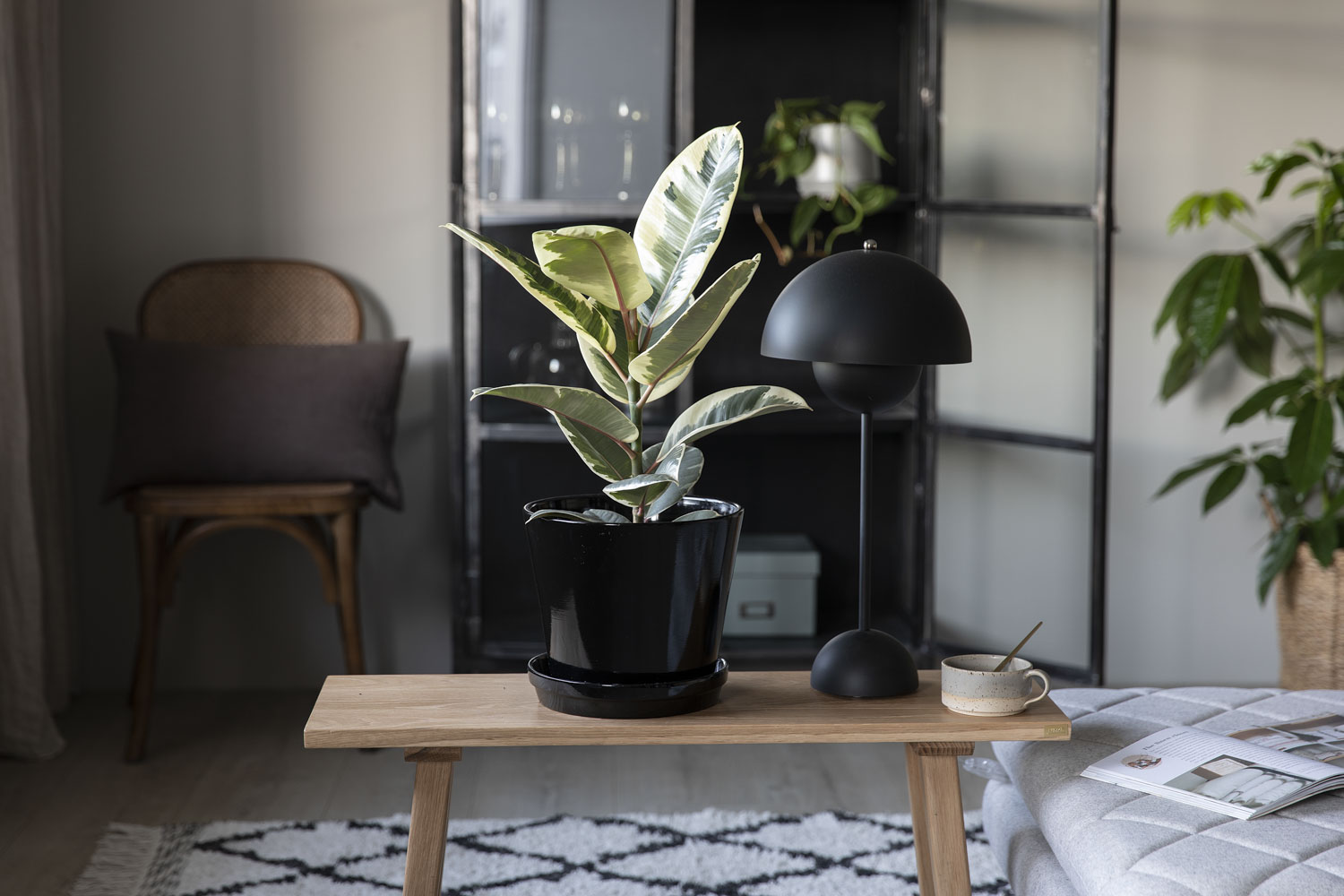 Gummifiken Ficus elastica